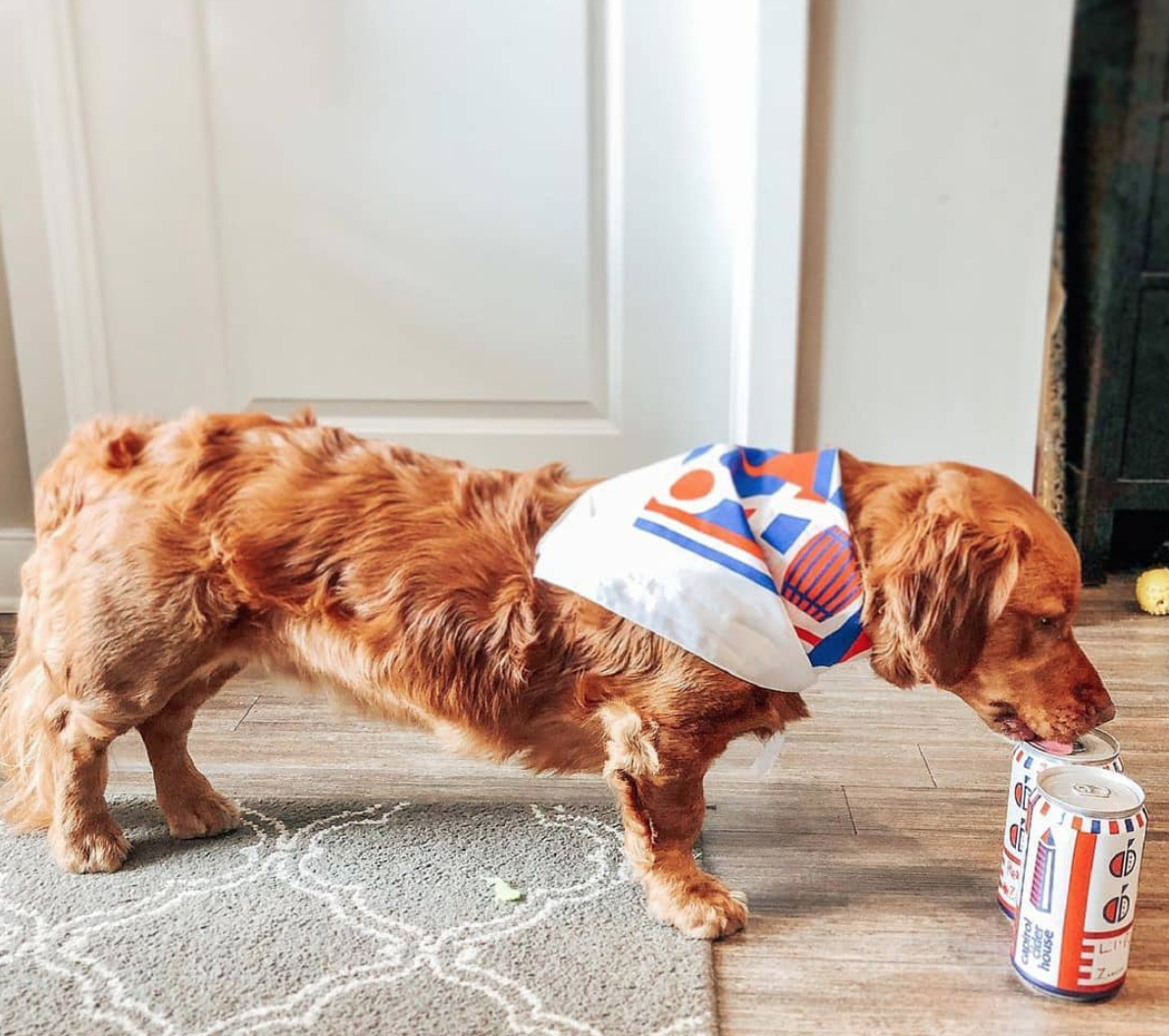 Dog drinking cider from a really cool red white and blue can.